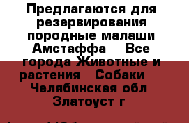 Предлагаются для резервирования породные малаши Амстаффа  - Все города Животные и растения » Собаки   . Челябинская обл.,Златоуст г.